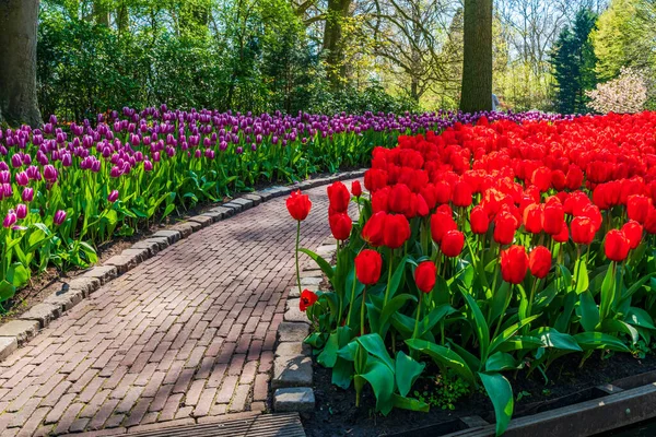 Hollanda Keukenhof Garden Güzel Laleler Seçici Odak — Stok fotoğraf