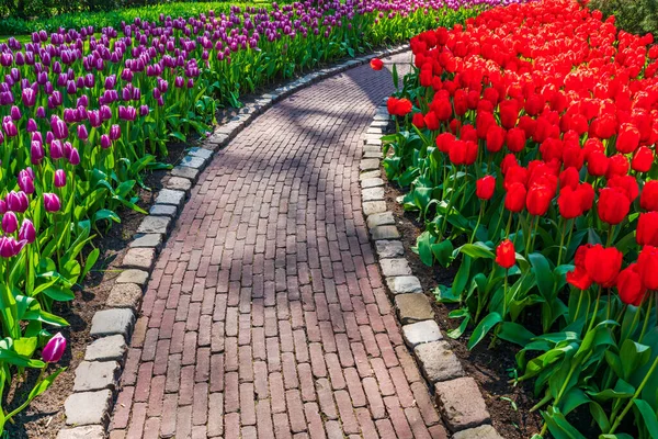 Gyönyörű Virágzó Tulipánok Keukenhof Gardenben Hollandiában Szelektív Fókusz — Stock Fotó
