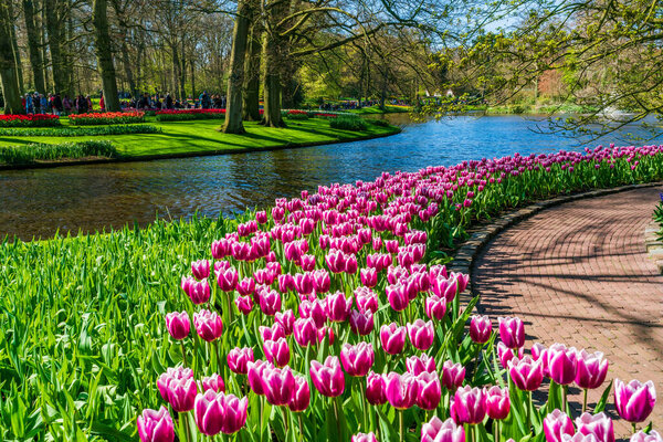 LISSE, HOLLAND - APRIL 19, 2023: Keukenhof, also known as the Garden of Europe, is one of the world's largest flower gardens, situated in Lisse. It's a worldwide popular tourist attraction.