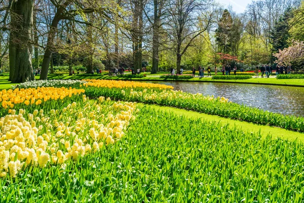 Лиссе Голландия Апреля 2023 Года Кеукенхоф Известный Сад Европы Является — стоковое фото