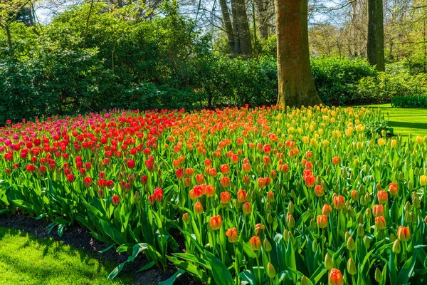 Mooie Bloeiende Tulpen Keukenhof Garden Nederland Selectieve Focus — Stockfoto