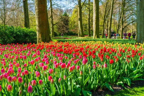 Lisse Holanda Abril 2023 Keukenhof También Conocido Como Jardín Europa — Foto de Stock