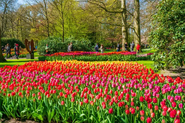 Lisse Holland Kwietnia 2023 Kwitnące Tulipany Keukenhof Park Jednym Największych — Zdjęcie stockowe