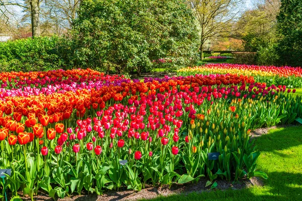 Schöner Keukenhof Garten Mit Blühenden Tulpen Holland — Stockfoto