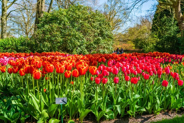 Hermosos Tulipanes Florecientes Keukenhof Garden Holanda Enfoque Selectivo — Foto de Stock