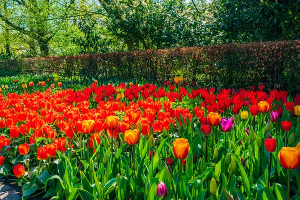 Krásné Kvetoucí Tulipány Keukenhof Garden Holandsko Selektivní Zaměření — Stock fotografie