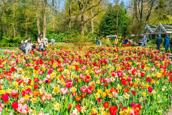 Лиссе Голландия Апреля 2023 Года Посетители Наслаждаются Цветущими Тюльпанами Парке — стоковое фото