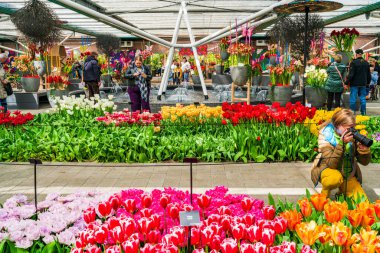 LISSE, HOLLLLAND - 19 Nisan 2023: Ziyaretçiler, dünyanın en büyük çiçek bahçelerinden biri olan Keukenhof Park 'taki bir pavyonda çiçek açan lalelerin ve dünya çapında popüler bir turizm merkezinin keyfini çıkarıyorlar..