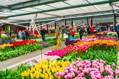 LISSE, HOLLLLAND - 19 Nisan 2023: Ziyaretçiler, dünyanın en büyük çiçek bahçelerinden biri olan Keukenhof Park 'taki bir pavyonda çiçek açan lalelerin ve dünya çapında popüler bir turizm merkezinin keyfini çıkarıyorlar..