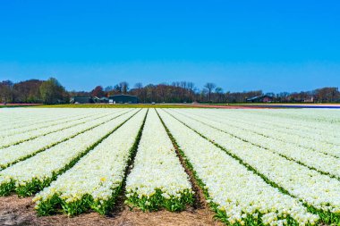 Lisse, Hollanda 'da renkli laleli tarlalar