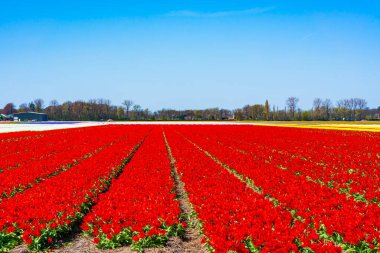 Lisse, Hollanda 'da renkli laleli tarlalar