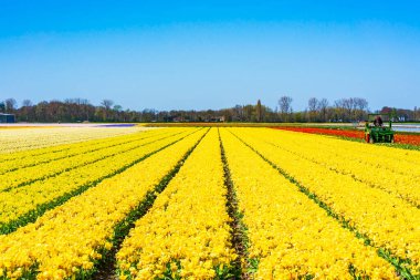 Lisse, Hollanda 'da renkli laleli tarlalar