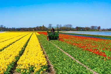 LISSE, HOLLLAND - 19 Nisan 2023: birleşik bir makinede çiftçi Amsterdam yakınlarındaki Lisse 'de açan bir tarlada lalar hasat ediyor. Lisse arazileri ve Keukenhof Bahçeleri her bahar milyonlarca ziyaretçi çekiyor.