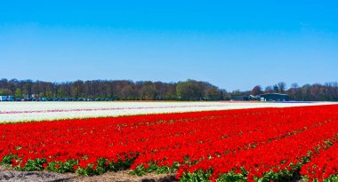 Lisse, Hollanda 'da renkli laleli tarlalar