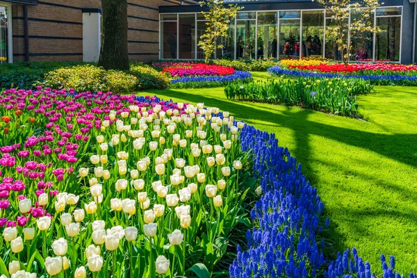 Lisse Holland April 2023 Blooming Tulips Keukenhof Park One World — Stock Photo, Image