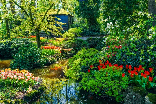 Beau Jardin Keukenhof Avec Tulipes Fleurs Hollande — Photo
