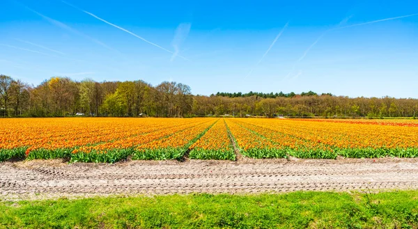 Campi Con Tulipani Colorati Lisse Olanda — Foto Stock