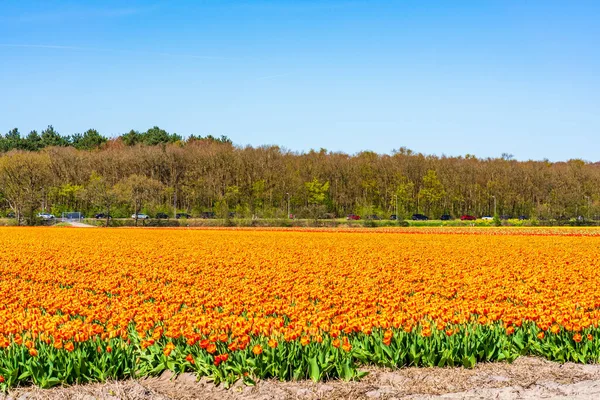 Pole Barevnými Tulipány Lisabonu Holandsko — Stock fotografie