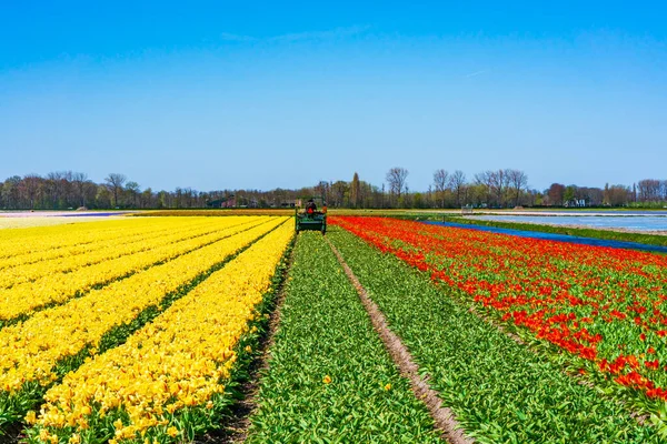 Farmer Combine Machine Harvests Blooming Tulips Field Lisse Holland — Stock Photo, Image