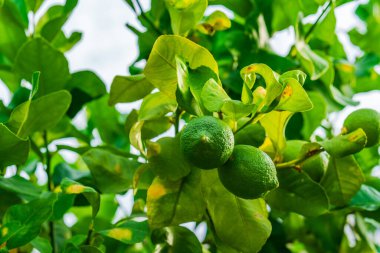 Ağaç dalında yeşil kireç meyvesi - seçici odak