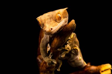 Crested gecko (Correlophus ciliatu) - seçici odaklı yakın plan