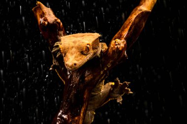 Yağmurda ibikli kertenkele (Correlophus ciliatu) - seçici odaklı yakın plan