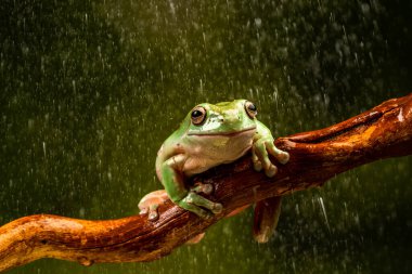 Yağmurda White 's Tree Frog (Litoria caerulea) - seçici odaklı yakın plan