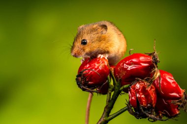 Avrasya hasat faresi (Mikromys minute) - seçici odaklı yakın plan