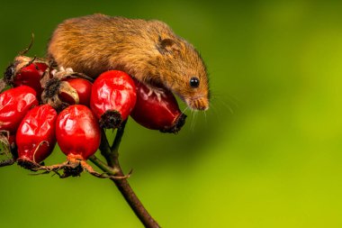 Avrasya hasat faresi (Mikromys minute) - seçici odaklı yakın plan