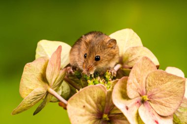 Avrasya hasat faresi (Mikromys minute) - seçici odaklı yakın plan