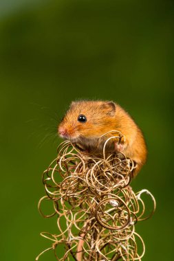 Avrasya hasat faresi (Mikromys minute) - seçici odaklı yakın plan