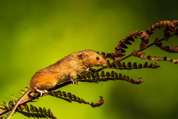 Eurasian harvest mouse (Micromys minutus) - closeup with selective focus