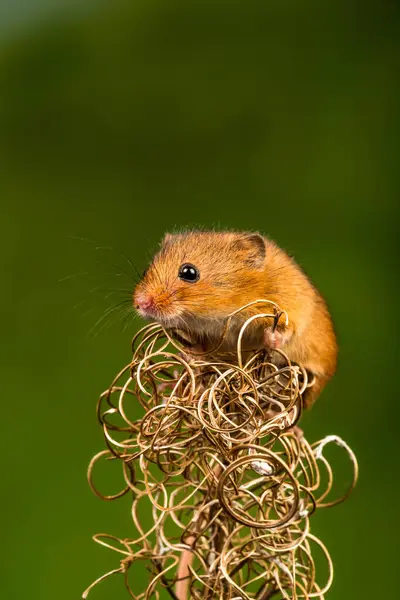 Avrasya hasat faresi (Mikromys minute) - seçici odaklı yakın plan