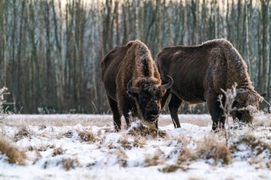 Avrupa bizonu (Bison bonasus) Bialowieza Ormanı, Polonya