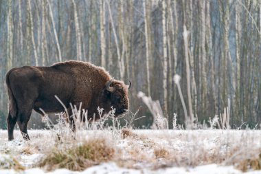 Avrupa bizonu (Bison bonasus) Bialowieza Ormanı, Polonya