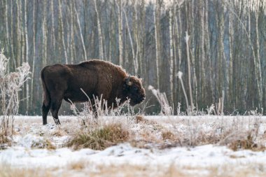 European bison (Bison bonasus) in winter Bialowieza forest, Poland clipart