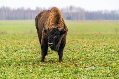 Avrupa bizonu (Bison bonasus) Bialowieza Ormanı, Polonya