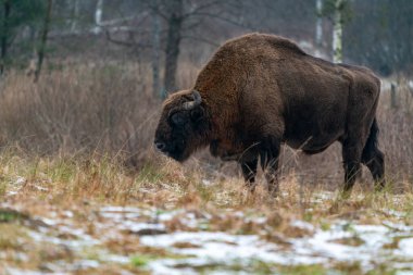 Avrupa bizonu (Bison bonasus) Bialowieza Ormanı, Polonya