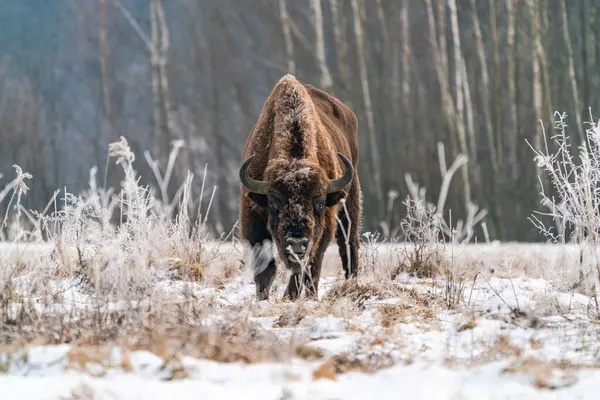 Zimbri Europeni Bison Bonasus Timpul Iernii Pădurea Bialowieza Polonia — Fotografie, imagine de stoc