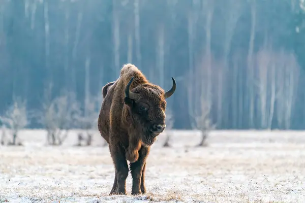 Zimbri Europeni Bison Bonasus Timpul Iernii Pădurea Bialowieza Polonia — Fotografie, imagine de stoc