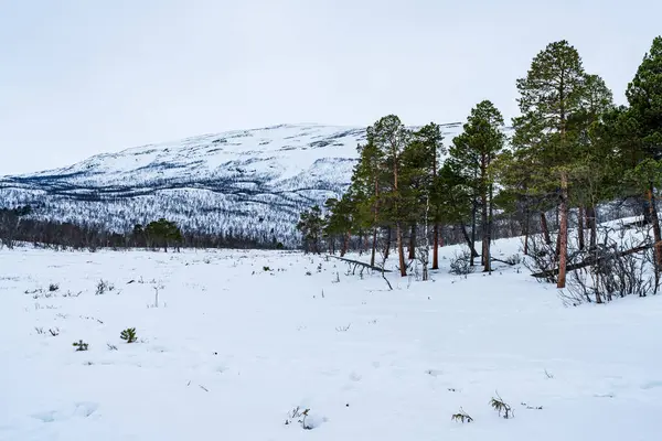 Peisaj Iarnă Parcul Național Abiga Abiga Suedia — Fotografie, imagine de stoc