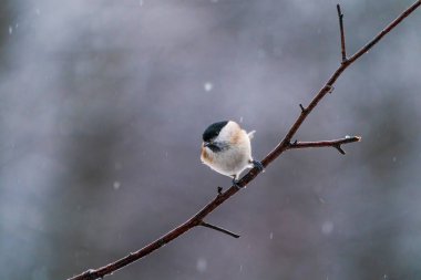 Marsh tit (Poecile palustris) in Bialowieza, Poland - selective focus