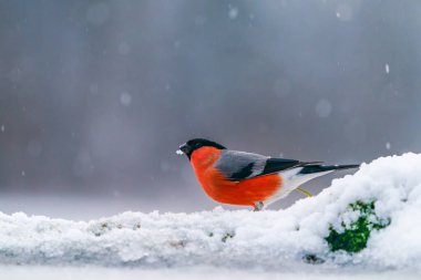 Avrasya ispinozu erkeği (Pyrrhula pyrrhula) - seçici odak