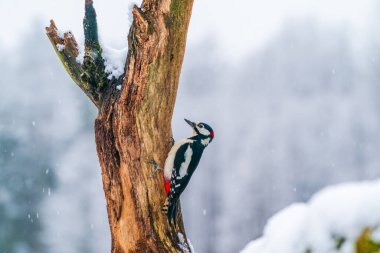 Polonya 'nın Bialowieza ormanında büyük benekli ağaçkakan (Dendrocopos major)