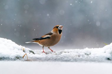 Hawfinch (Coccothraustes coccothraustes), Polonya 'nın Bialowieza parkında. Seçici odak