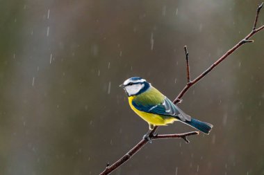 Blue tit (Cyanistes caeruleus) on a tree branch in Bialowieza forest - selective focus
