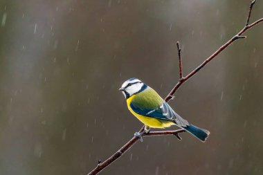 Blue tit (Cyanistes caeruleus) on a tree branch in Bialowieza forest - selective focus