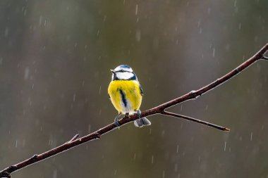 Blue tit (Cyanistes caeruleus) on a tree branch in Bialowieza forest - selective focus