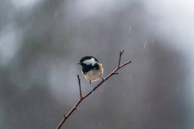 Coal tit (Periparus ater) on tree branch in Bialowieza forest, Poland - selective focus