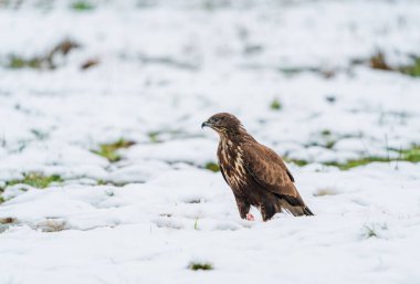 Polonya 'nın Bialowieza ormanında Akbaba (Buteo buteo). Seçici odak
